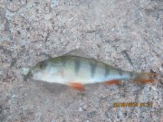 IMG_0061.JPG