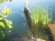 IMG_0062.JPG
