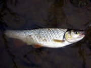 IMG_5286.jpg