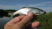 IMG_2214.jpg