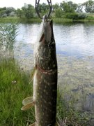IMG_45011.jpg