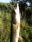 IMG_45021.jpg
