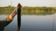 IMG_2234.jpg