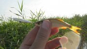 IMG_2238.jpg