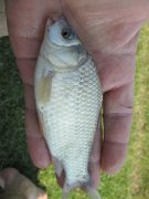 IMG_0052.JPG