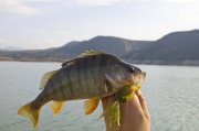 Окунь повышенной полосатости пойман на Big Bite Baits Double Tail Skirted Grub 5.jpg