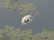DSC08718.jpg