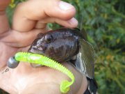 IMG_1225.jpg