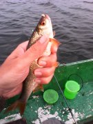 IMG_20140818_072335.jpg