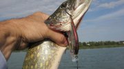 IMG_2341.jpg