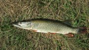 IMG_2352.jpg