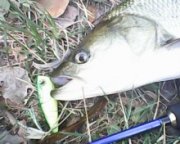 IMG0059A.jpg