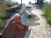 IMG_1371.jpg