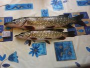 IMG_20140910_081812.jpg