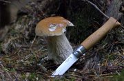 White mushroom & Opinel.jpg