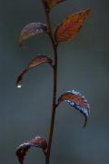 IMGP4795_resize.jpg