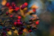 IMGP4869_resize.jpg