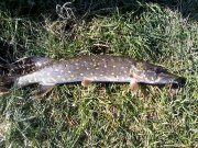 IMG_20141010_104608.jpg