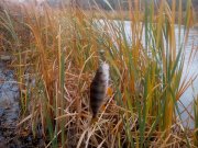 IMG_20141018_101504.jpg