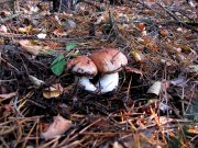 IMG_0001.JPG