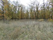 SAM_0208.JPG