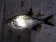 IMG_20141028_061258.jpg
