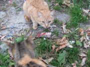 IMG_2640.JPG
