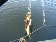 DSC09117.JPG