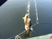 DSC09118.JPG