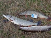 DSC00494.JPG