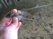 IMG_0528.JPG