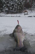 Dart Magic Trout.jpg