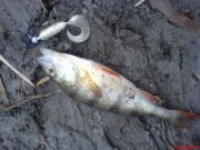 DSC01128.JPG