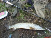 DSC01080.JPG