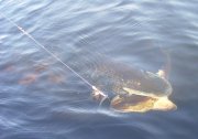 huge-pike.jpg