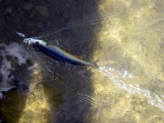 IMG_5329.jpg