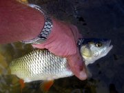 IMG_6549.jpg