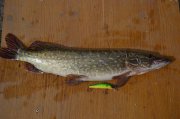 DSC_1517.JPG