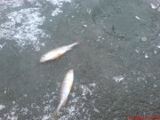 DSC01683.JPG