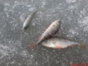 DSC01685.JPG