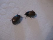 IMG_6332.JPG