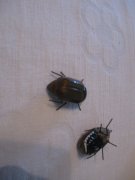 IMG_6336.JPG