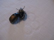 IMG_6337.JPG