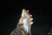 20150315_Fishing_Ostrig_023[1].jpg