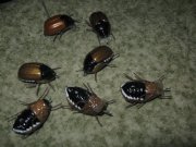 IMG_6359.JPG