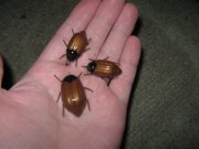 IMG_6385.JPG