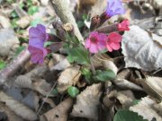 IMG_0075.JPG