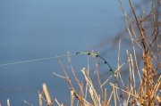 IMG_6385.JPG
