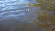 IMG_20150426_105153.jpg