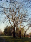 SDC10495a.jpg